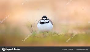 Attēlu rezultāti vaicājumam “Charadrius dubius”