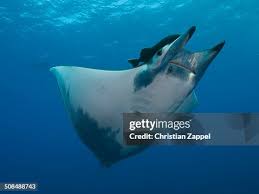 Image result for Mobula tarapacana