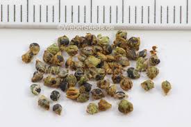 Attēlu rezultāti vaicājumam “Chenopodium bonus-henricus”