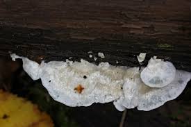 Attēlu rezultāti vaicājumam “Postia tephroleucus”