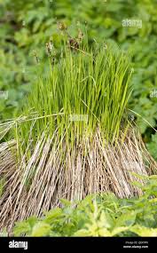Attēlu rezultāti vaicājumam “Carex cespitosa flower”