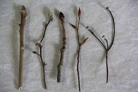 Attēlu rezultāti vaicājumam “Armeria vulgaris bud”