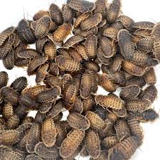 Attēlu rezultāti vaicājumam “Badhamia dubia sessile”