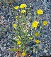 Attēlu rezultāti vaicājumam “Crepis tectorum”