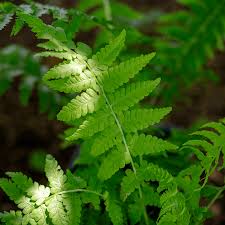 Attēlu rezultāti vaicājumam “Matteuccia struthiopteris”