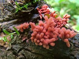 Attēlu rezultāti vaicājumam “Arcyria incarnata young”