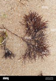 Attēlu rezultāti vaicājumam “Furcellaria lumbricalis”