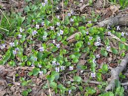 Attēlu rezultāti vaicājumam “Viola epipsila”