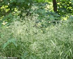 Attēlu rezultāti vaicājumam “Poa nemoralis fruit”