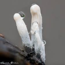 Attēlu rezultāti vaicājumam “Enerthenema papillatum stalked”