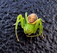Attēlu rezultāti vaicājumam “Diaea dorsata female”