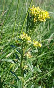 Attēlu rezultāti vaicājumam “Erysimum hieracifolium leaf”