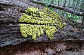 Attēlu rezultāti vaicājumam “Diderma effusum young”