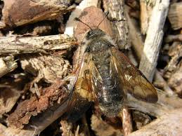 Attēlu rezultāti vaicājumam “Trichiosoma”