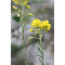 Image result for Alyssum diffusum