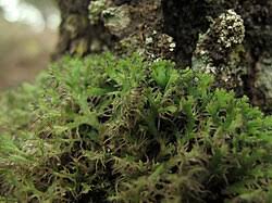 Attēlu rezultāti vaicājumam “Anaptychia ciliaris”