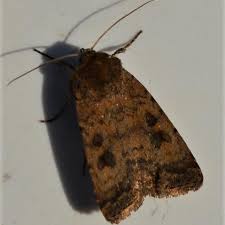 Attēlu rezultāti vaicājumam “Caradrina morpheus”