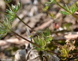 Attēlu rezultāti vaicājumam “Spergula morisonii”