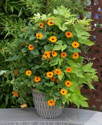 Image result for Thunbergia alata