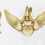 Attēlu rezultāti vaicājumam “Eupithecia icterata female”