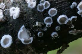 Attēlu rezultāti vaicājumam “Lachnella alboviolascens”