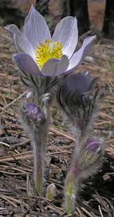 Attēlu rezultāti vaicājumam “Pulsatilla patens”