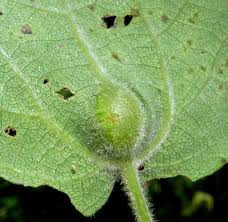 Attēlu rezultāti vaicājumam “Contarinia petioli”