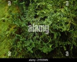 Attēlu rezultāti vaicājumam “Porella cordaeana”