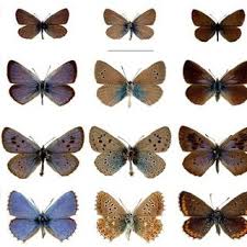 Attēlu rezultāti vaicājumam “Maculinea teleius underside”