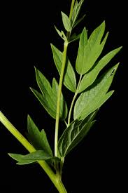 Attēlu rezultāti vaicājumam “Thalictrum flavum leaf”