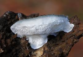 Attēlu rezultāti vaicājumam “Postia caesia”