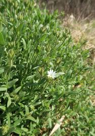 Attēlu rezultāti vaicājumam “Cerastium holosteoides”