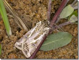 Attēlu rezultāti vaicājumam “Agrotis vestigialis”