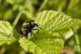 Attēlu rezultāti vaicājumam “Volucella bombylans”