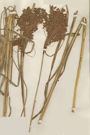 Attēlu rezultāti vaicājumam “Cribraria splendens stalked”