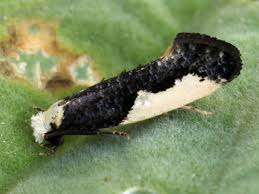 Attēlu rezultāti vaicājumam “Monopis monachella”