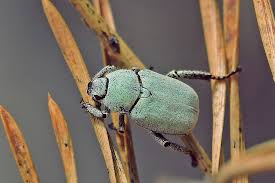 Attēlu rezultāti vaicājumam “Hoplia parvula”