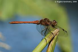 Attēlu rezultāti vaicājumam “Sympetrum vulgatum”