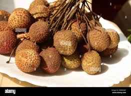 Image result for Litchi chinensis