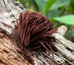 Attēlu rezultāti vaicājumam “Stemonitis marjana”