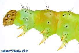 Attēlu rezultāti vaicājumam “Plutella xylostella”