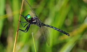 Attēlu rezultāti vaicājumam “Cordulidae”