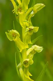 Attēlu rezultāti vaicājumam “Coeloglossum viride flower”
