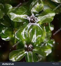 Attēlu rezultāti vaicājumam “Rhizomnium punctatum”