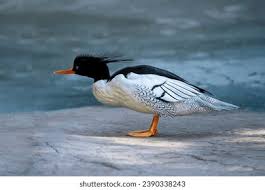 Attēlu rezultāti vaicājumam “Mergus merganser male”