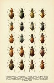 Attēlu rezultāti vaicājumam “Tachyta nana”