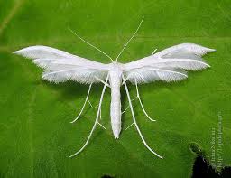 Attēlu rezultāti vaicājumam “Pterophorus pentadactyla”