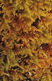 Attēlu rezultāti vaicājumam “Palustriella falcata”