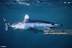 Image result for Isurus oxyrinchus