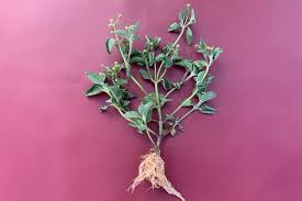 Attēlu rezultāti vaicājumam “Galinsoga quadriradiata”